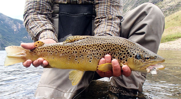 12 Tips de Importancia para la Pesca con Mosca Seca - Rios Patagonicos