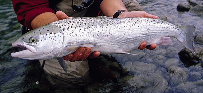  Trucha o Salmn ? Las claves para diferenciar un Brown trout de un Salmo salar.