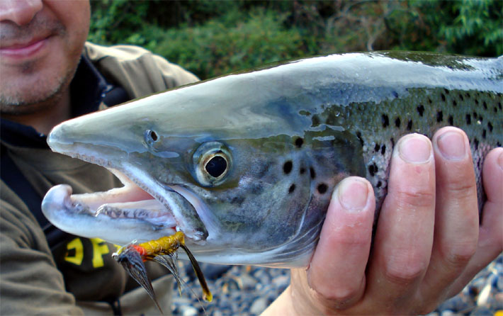  Trucha o Salmn ? Las claves para diferenciar un Brown trout de un Salmo salar.