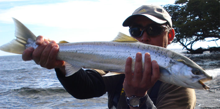  Trucha o Salmn ? Las claves para diferenciar un Brown trout de un Salmo salar.