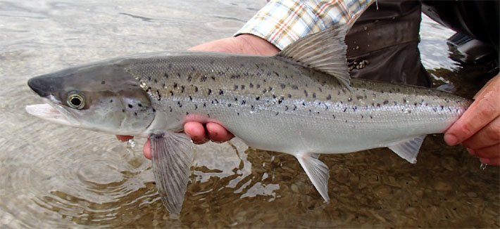  Trucha o Salmn ? Las claves para diferenciar un Brown trout de un Salmo salar.