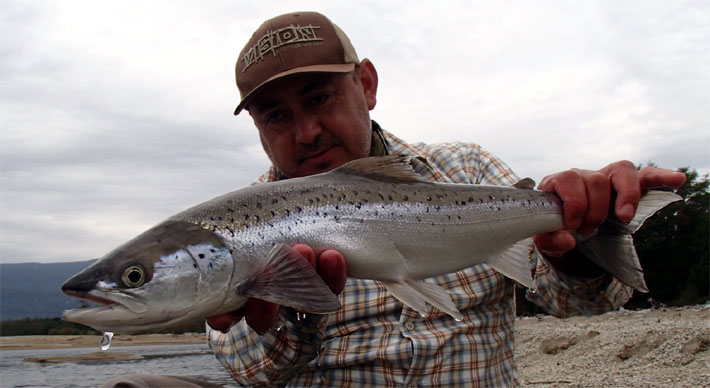  Trucha o Salmn ? Las claves para diferenciar un Brown trout de un Salmo salar.