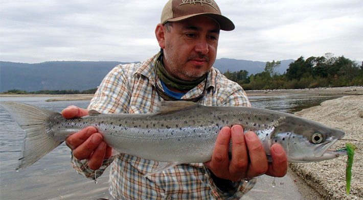  Trucha o Salmn ? Las claves para diferenciar un Brown trout de un Salmo salar.