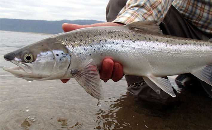  Trucha o Salmn ? Las claves para diferenciar un Brown trout de un Salmo salar.