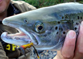 ¿ Trucha o Salmón ? Las claves para diferenciar un Brown trout de un Salmo salar.