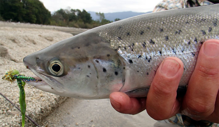  Trucha o Salmn ? Las claves para diferenciar un Brown trout de un Salmo salar.