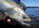 Tras los "salmones de encierro" - Patagonia - Chile