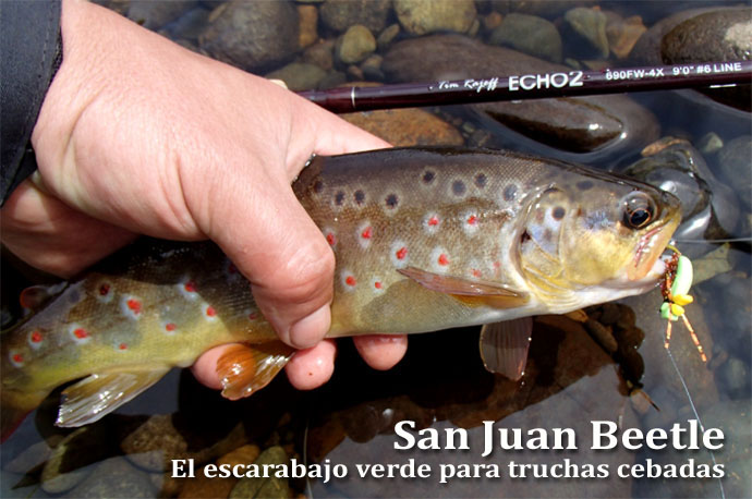 San Juan Beetle, El escarabajo verde para truchas cebadas