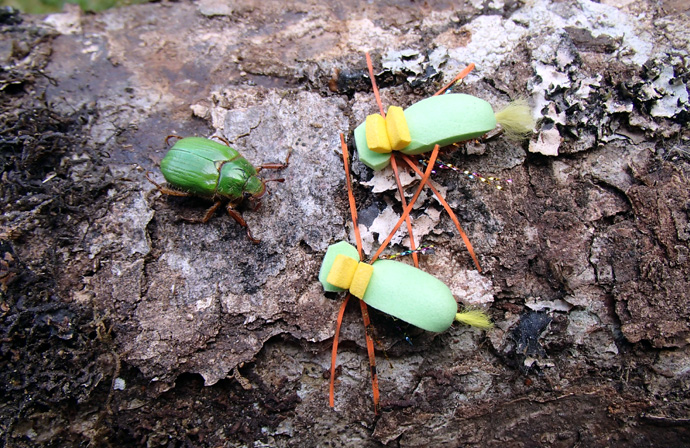 San Juan Beetle, El escarabajo verde para truchas cebadas