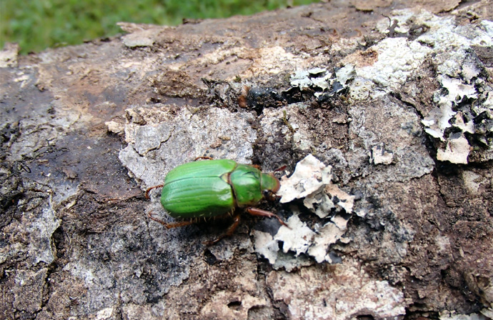 San Juan Beetle, El escarabajo verde para truchas cebadas