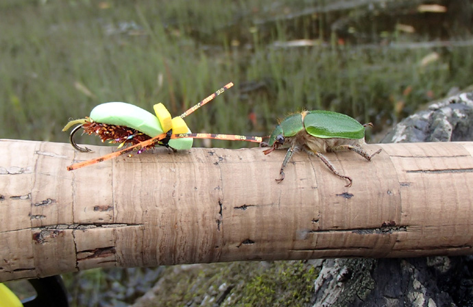 San Juan Beetle, El escarabajo verde para truchas cebadas