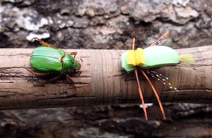 San Juan Beetle, El escarabajo verde para truchas cebadas