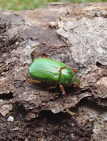San Juan Beetle, El escarabajo verde para truchas cebadas