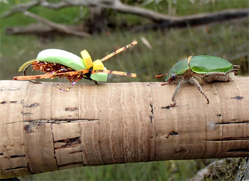 San Juan Beetle, El escarabajo verde para truchas cebadas