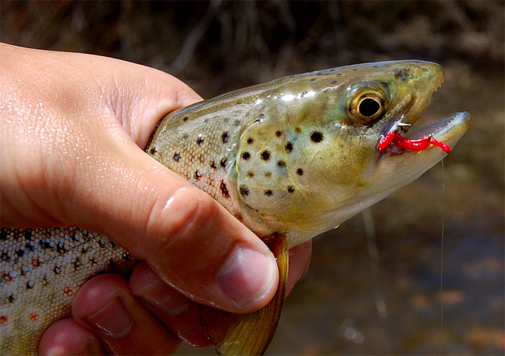 La experiencia de "Expediciones Coyhaique Fly Fishing"