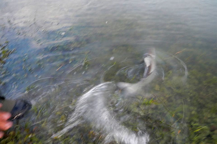 Steelhead, Rio Santa Cruz - Patagonia Argentina