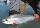 Steelhead río San Cruz - Patagonia Argentina.