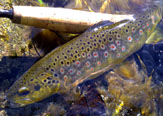 WET WADING, La otra pesca. Ninfeando cerca de Santiago