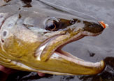 El placebo de la pesca con Scud