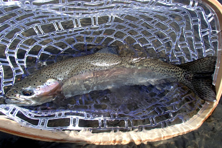 Sendas Conguillio, Pescando en Conguillio Lodge