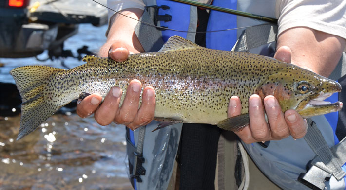 Sendas Conguillio, Pescando en Conguillio Lodge