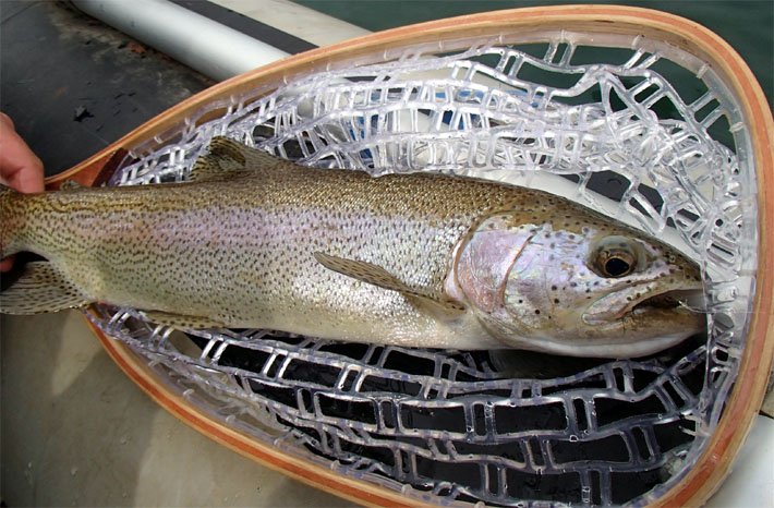 Sendas Conguillio, Pescando en Conguillio Lodge