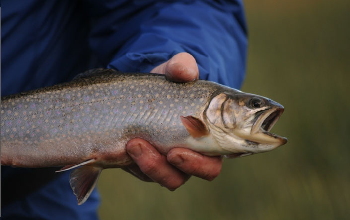La Ruta de los Spring Creek, Estancia rio Pelke, Santa Cruz - Argentina