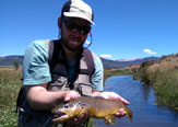 Truchas en el Undercut Banks de un Spring Creek