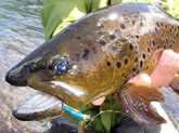 14 Streamers Modernos para la Pesca de Truchas en las aguas de la Patagonia