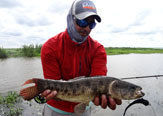 Tarariras, Otros Peces y Turismo en Ramallo - Argentina