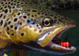 Pesca con Terrestres en las aguas de Aysén - Rodeo Los Palos Lodge.