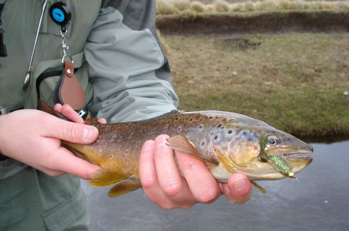 Entendiendo el tippet