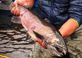 Siguiendo el Run de los Salmones Coho junto a "Toltén Fly Anglers"