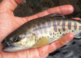 Tenkara y las truchas de Japón