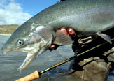 Evaluación de la nueva caña Vision MAG de " Vison Fly Fishing ".
