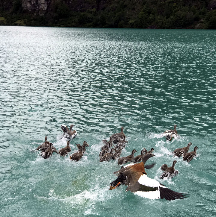 Testeo, Nueva lnea de waders Patagonia sorprenden 