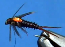 The Mahogany MayFly Nymph
