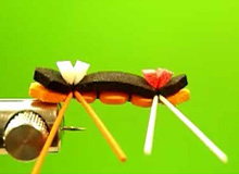 Chernobyl Ant