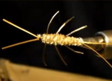 Perfect Stonefly Nymph