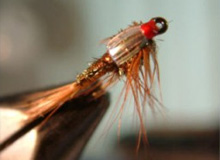 Carrot Nymph