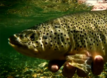 Ttulo: Flyfishing in Chile / Argentina - Patagonia 2011